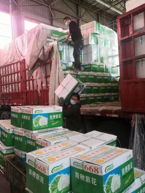 守好市民菜籃子 壽光 菜籃子 量足價(jià)穩(wěn)